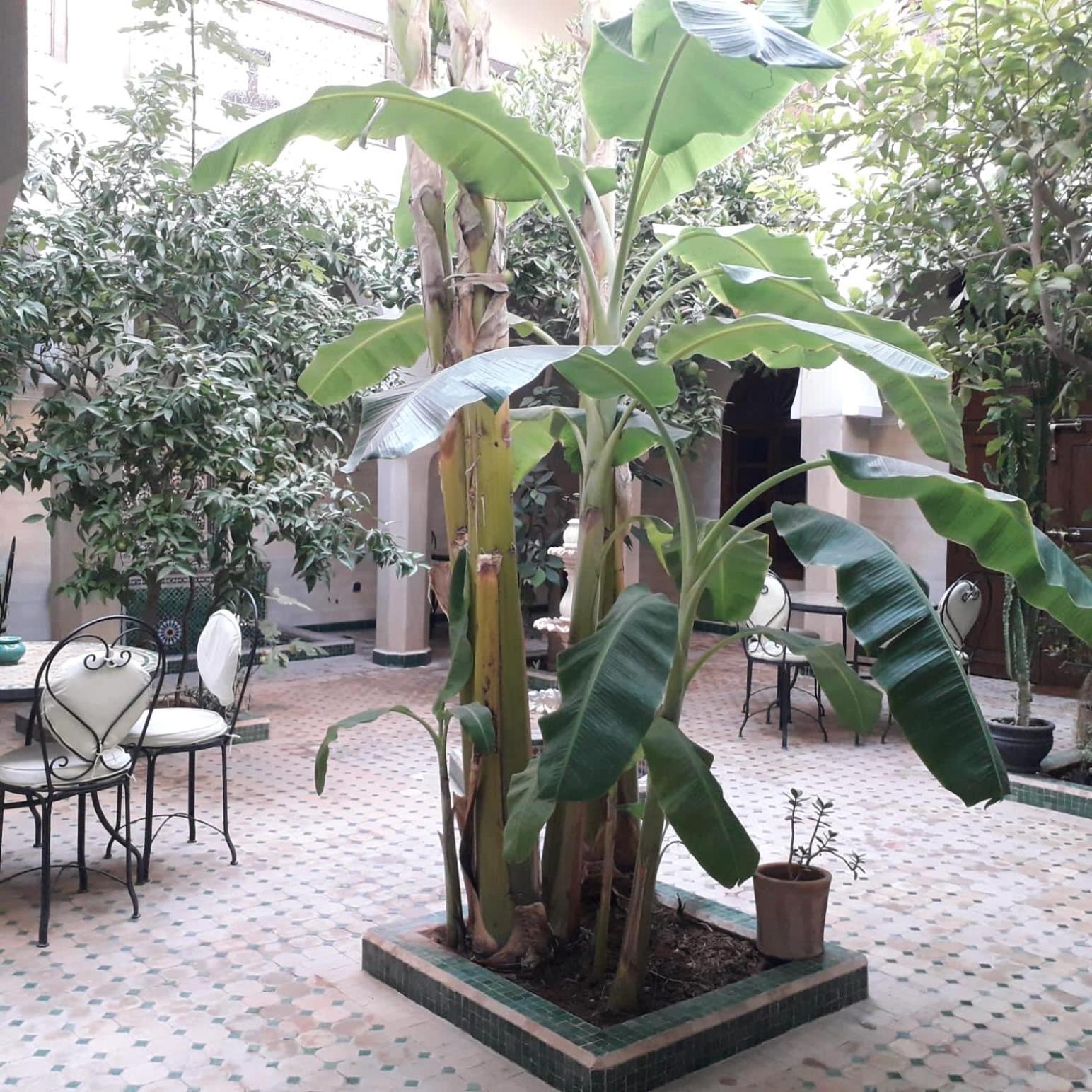 מרקש Riad Tidar By Phoenix מראה חיצוני תמונה